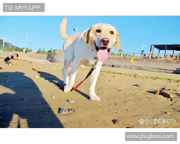 萨摩耶足球：探索这项运动如何增强人与狗之间的深厚情感与默契